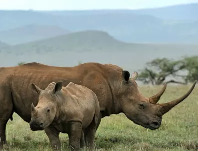 Колко знаете за носорозите? ООН пусна тест (ВИДЕО)