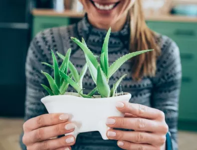 10 най-добри стайни растения за подарък