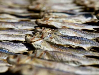 Как правилно да сушите риба?