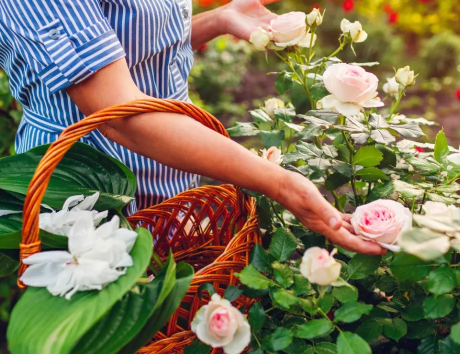 Цветята и билките, които трябва да засадите до розите, за да ги предпазите от вредители