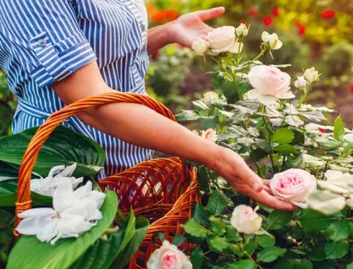 Правила за засаждане на рози в градината