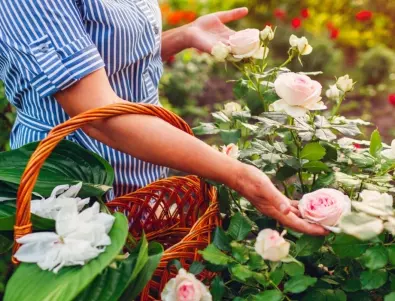 Опитен градинар: 5 грешки, които да НЕ правите с розите през есента