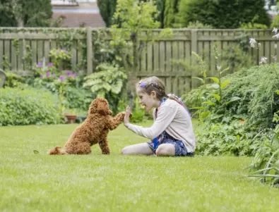 Как да възпитаме кучето си да не хапе непознати?