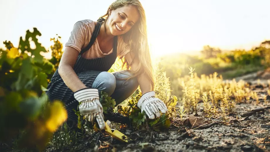 Пресаждане от саксия в почва в 10 стъпки: Най-важното, което трябва да знаете