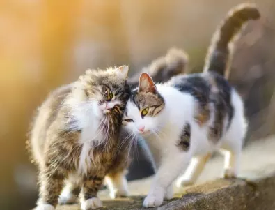 Прогонване на котки само с оцет – възможно ли е?