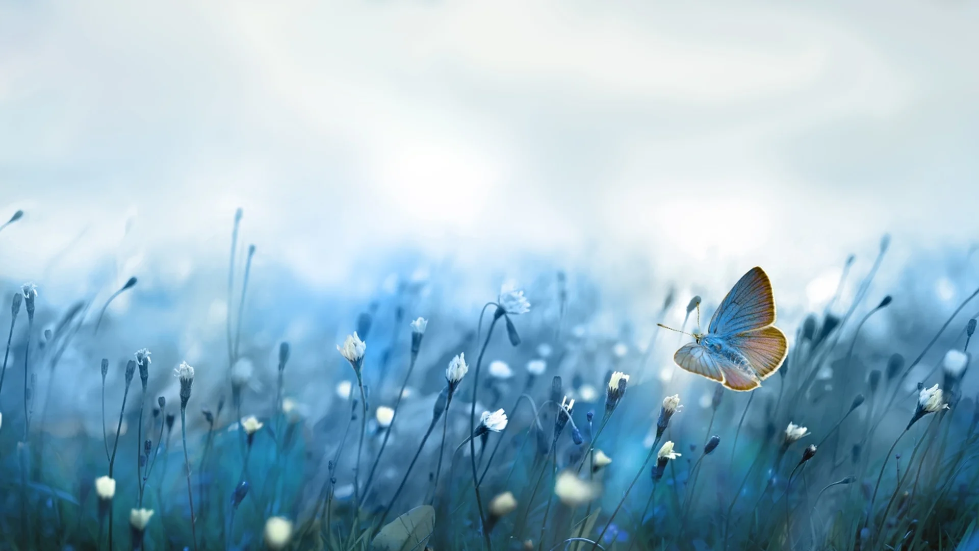 Прогноза за времето - 29 януари 2024 г. (понеделник)