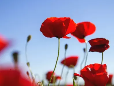 Цъфнали в ЧЕРВЕНО: Най-красивите цветя за вашата градина