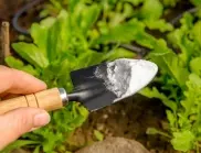 Сода бикарбонат - как я използват опитните градинари