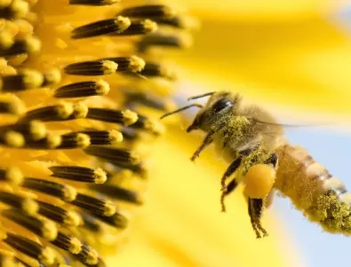 САЩ одобриха първата в света ваксина за защита на медоносните пчели  