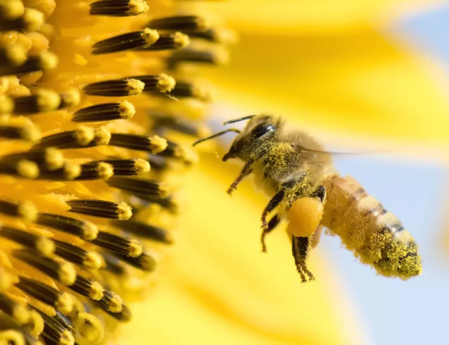 Откриха мумифицирани пчели на 3000 години
