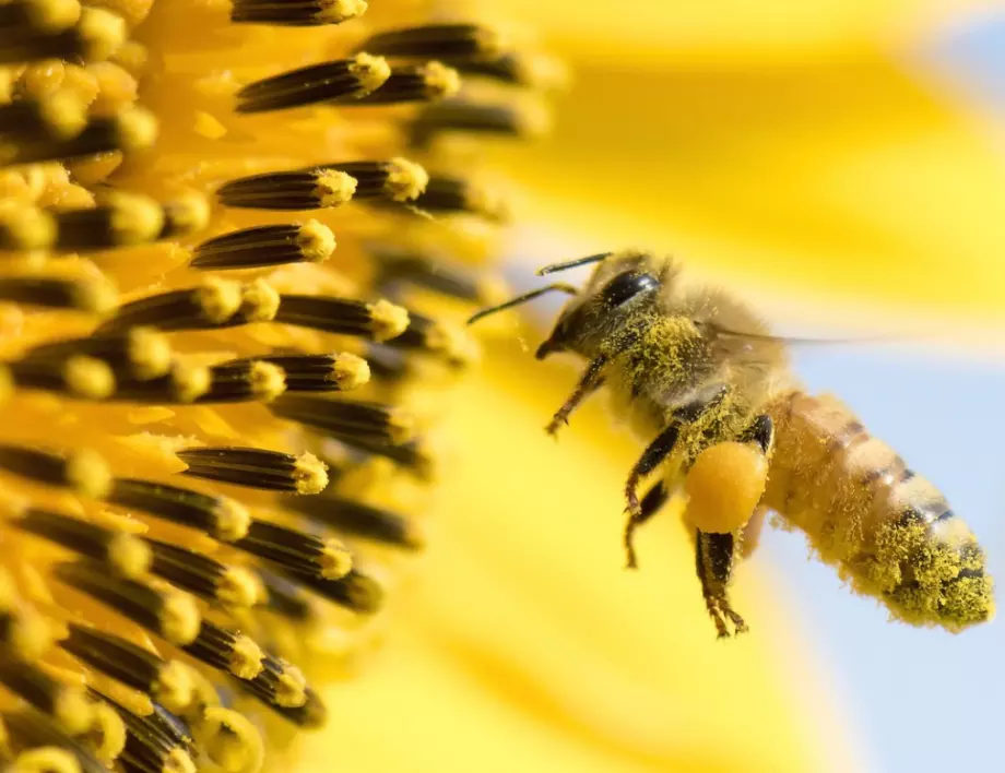 Знаете ли колко крила имат пчелите и за какво неочаквано се използват те?