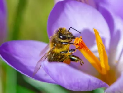 Пчели помагат на психично болни в Гърция 