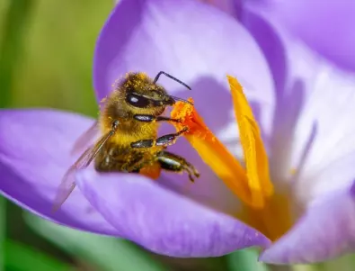 Цветя, които привличат пчелите през всеки сезон
