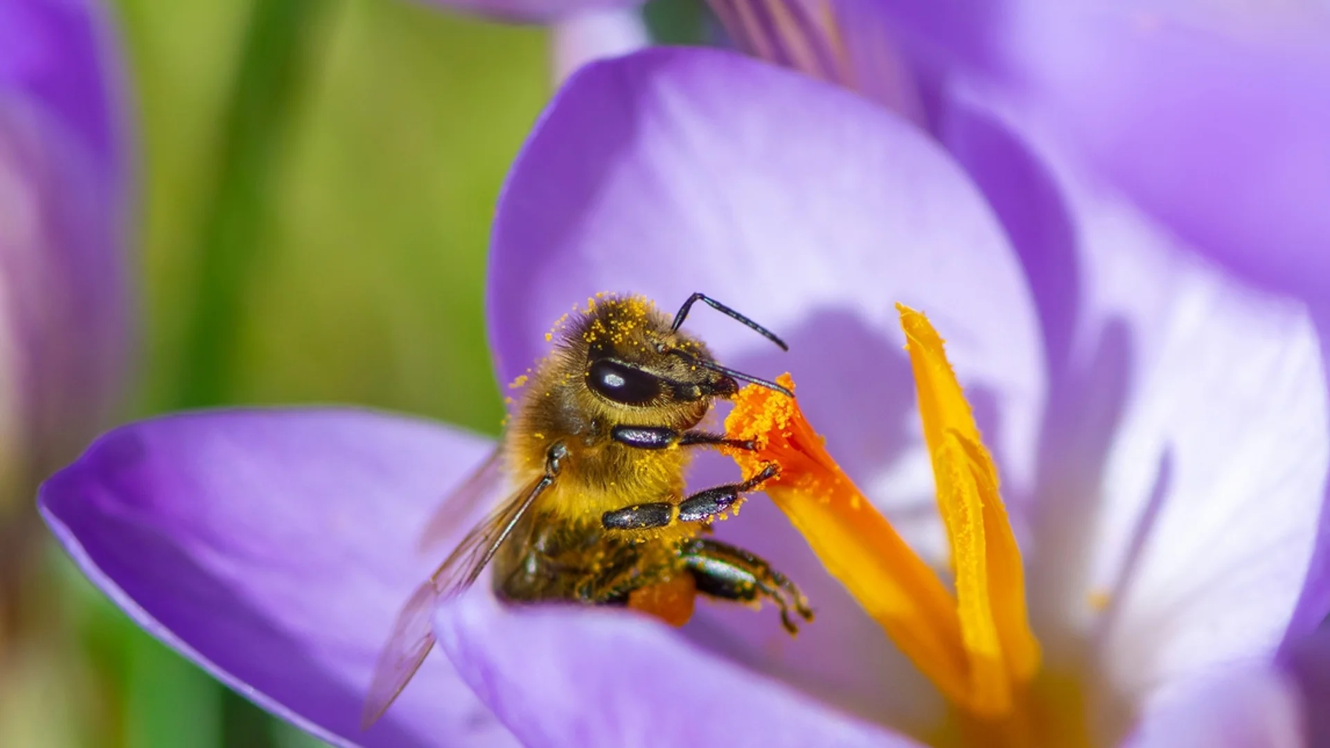 Цветя, които ще привлекат пчелите във вашата градина