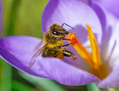Цветя, които ще привлекат пчелите във вашата градина
