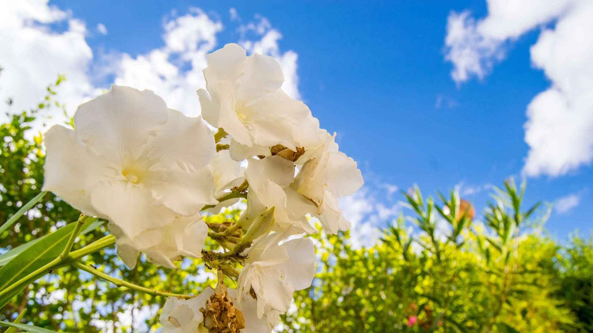 8 бели цветя, които трябва да имате в градината си