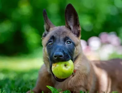 Може ли кучето да яде ябълка - разберете дали ще му навреди?