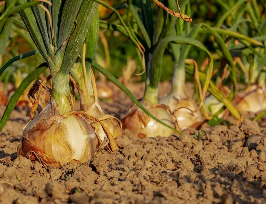 Златни правила за засяване на лук от семена