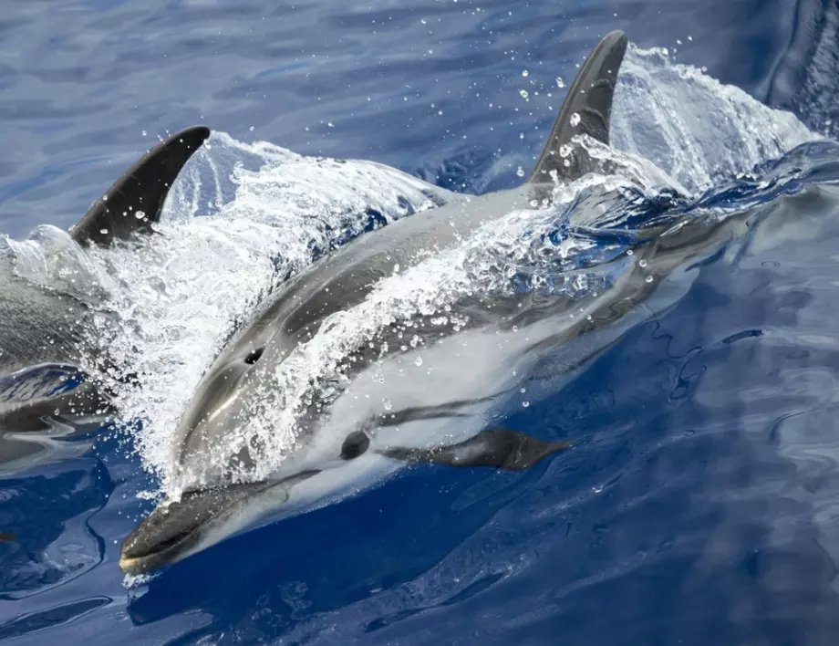 Тайното оръжие на Русия в Украйна са...делфините