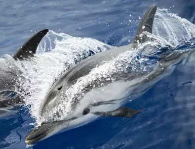 Британското разузнаване: Русия охранява с делфини военноморската си база в Севастопол
