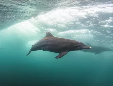 Невероятно откритие: Намериха останки от древен гигантски делфин на 16 милиона години (ВИДЕО)