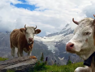 Фермерите ядосани заради ограничения кравите да пасат в национални паркове