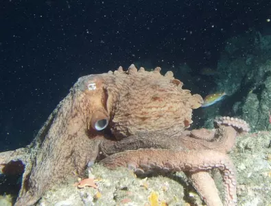 Най-големите октоподи в океана (ВИДЕО)