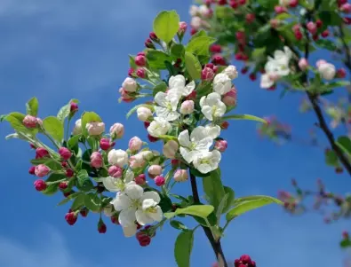 5 причини всички цветове и плодници да падат от ябълката