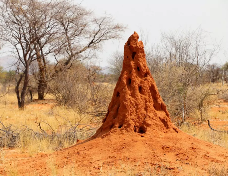 Най-големите мравки в природата