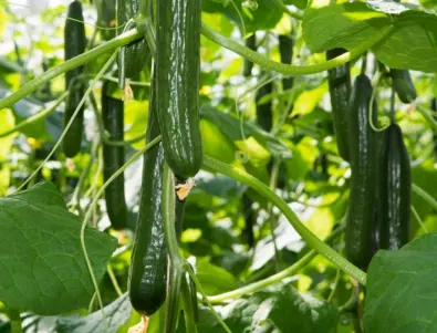 10 топ тайни за богата реколта от краставици