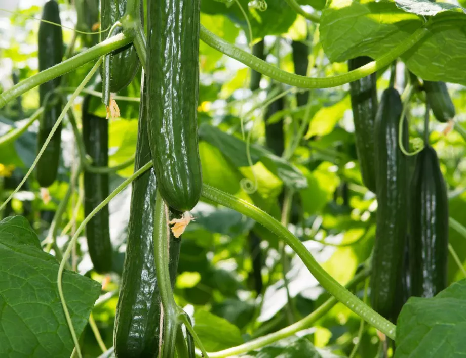 Как да подхраните краставиците за продължителна реколта до късна есен?