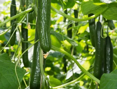 Подхранете краставиците с ТОВА за по-бърз растеж