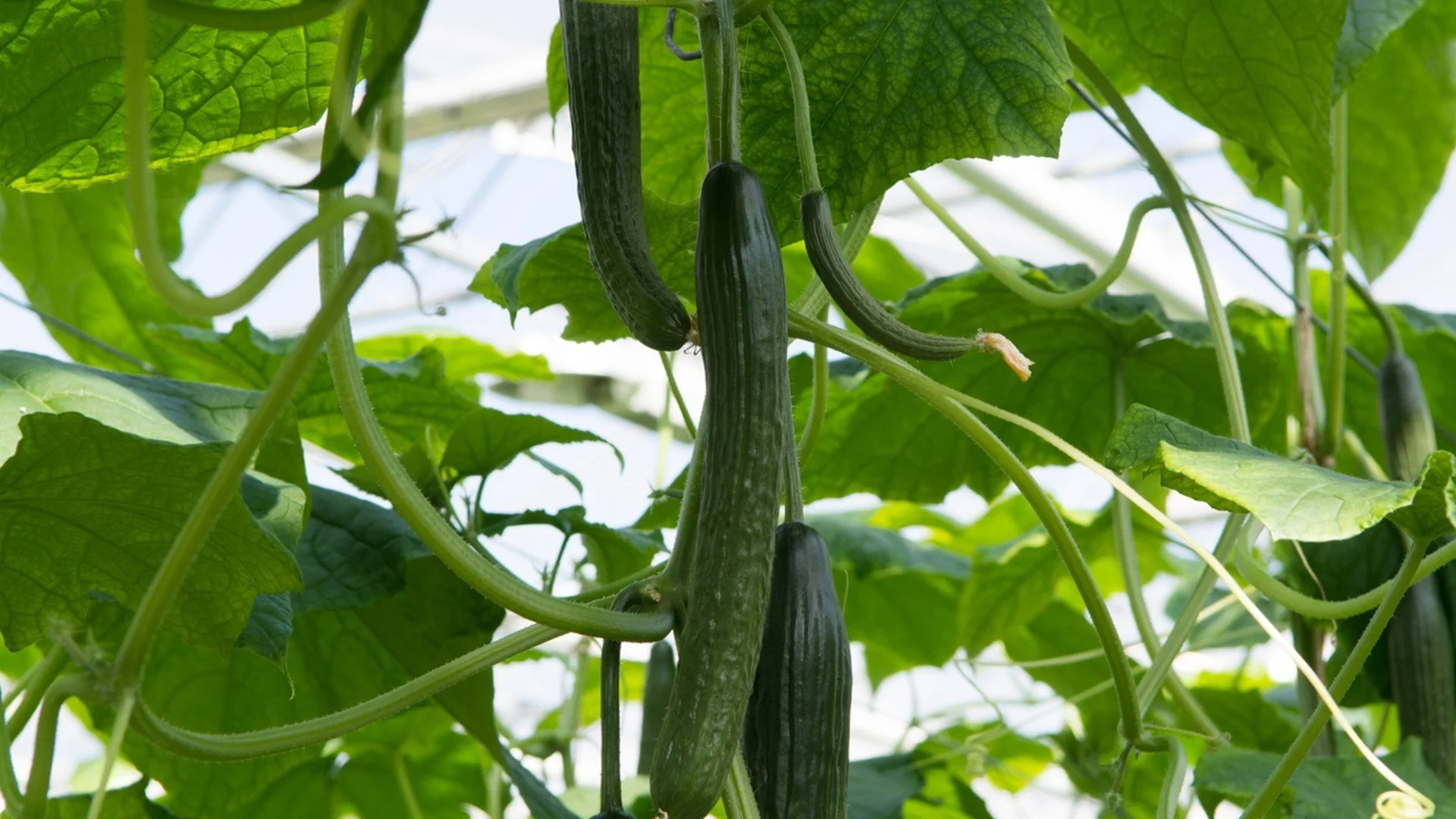 Отглеждане на краставици в оранжерия - грешката, която всички градинари правят