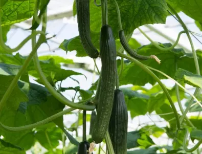 Отглеждане на краставици в оранжерия - грешката, която всички градинари правят