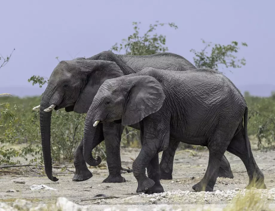 Каква е разликата между азиатските и африканските слонове?