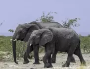Удивителните качества на слоновете - защо казваме "Помни като слон" и други