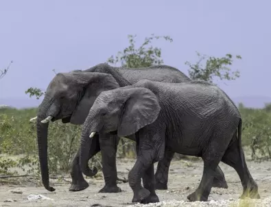 Удивителните качества на слоновете - защо казваме 