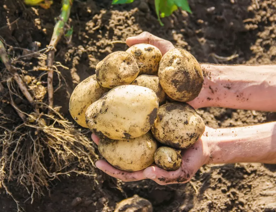 Тези тънкости гарантират богата реколта от картофи