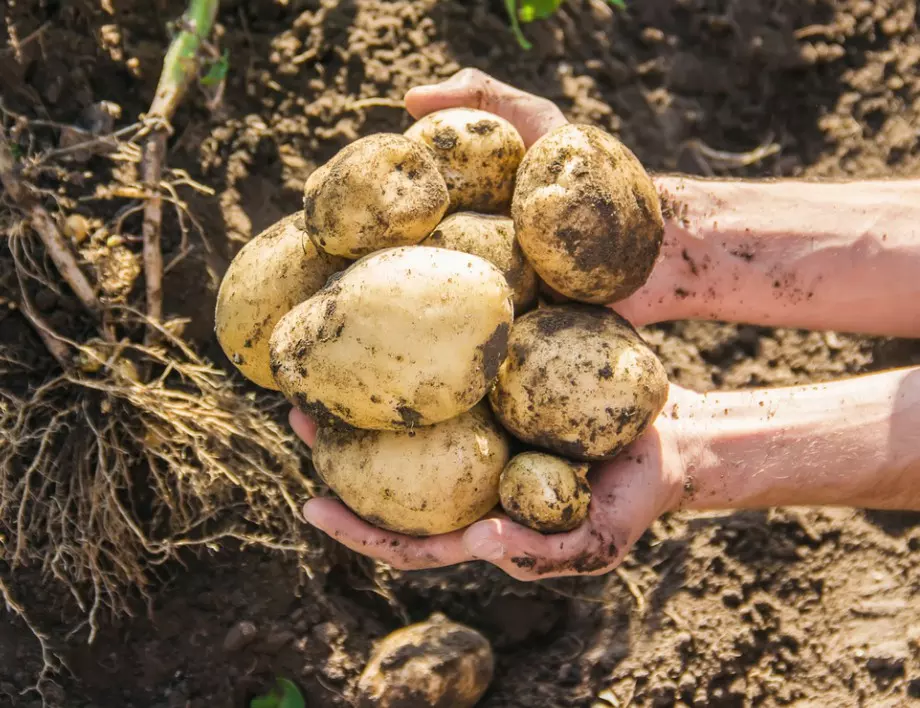Ако искате богата реколта от картофи, това е най-подходящият момент да ги засадите