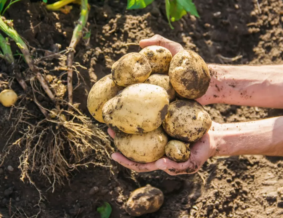 Картофи: Как от 20 корена да се съберат 40 кофи с картофи?
