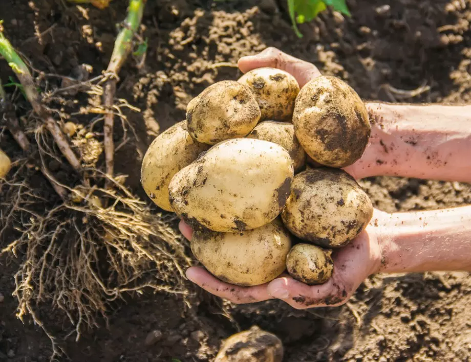 Богата реколта от картофи с този лесен трик