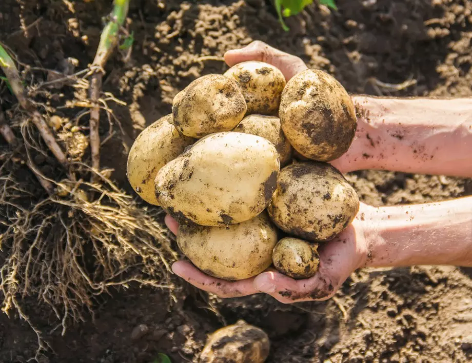 Ако искате рекордна реколта от едри картофи, напръскайте ги с това