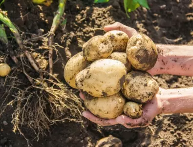 Ако искате ТРОЙНО по-богата реколта от картофи, използвайте яйчени черупки и олио 