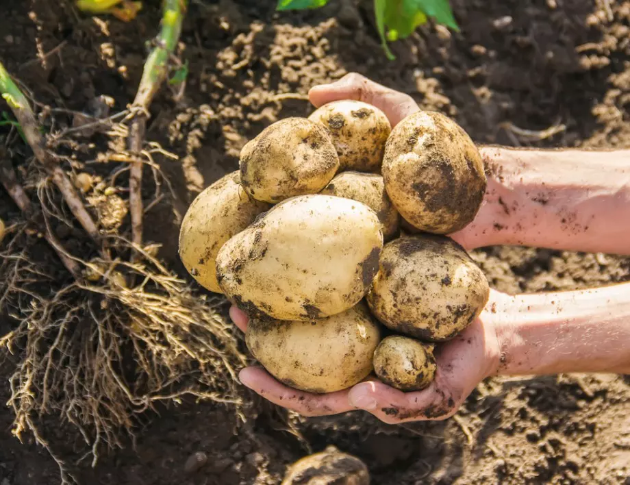Всеки градинар трябва да знае тези 4 златни правила за отглеждане на картофи