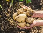 За най-начинаещите градинари: Как да отгледаме много картофи!