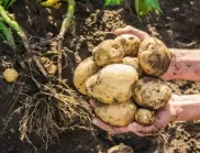 Кога и как да приберете реколтата от картофи?