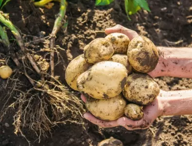 Късната болест по картофите: Какво представлява?
