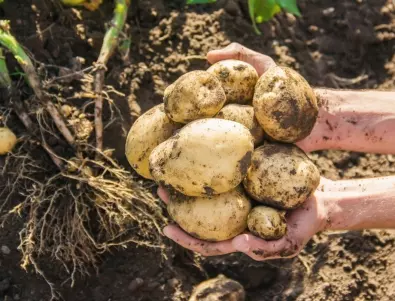 Всички градинари използват този тор, но той е причината картофите да са дребни и безвкусни