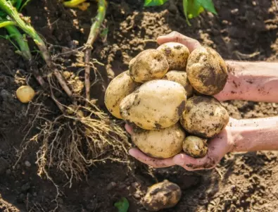 Тайната за по-обилна реколта на картофи: Един прост, но ефективен метод