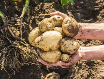 Картофите ще са по-едри и вкусни от всякога, ако 1 месец преди прибиране на реколтата ги полеете с това